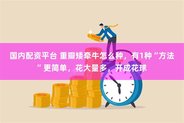 国内配资平台 重瓣矮牵牛怎么种，有1种“方法”更简单，花大量多，开成花球