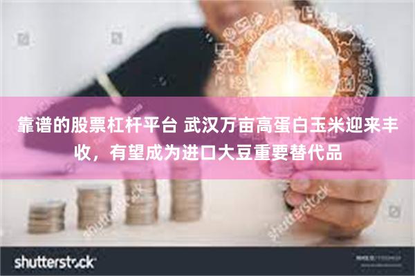 靠谱的股票杠杆平台 武汉万亩高蛋白玉米迎来丰收，有望成为进口大豆重要替代品